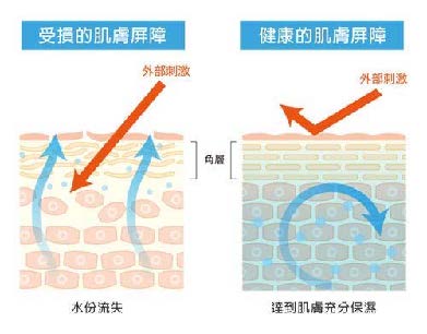 皮肤屏障.jpg